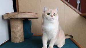 Британский кот голубая шиншилла