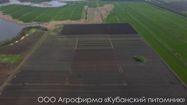 Агрофирма "Кубанский питомник" смотреть онлайн