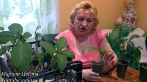 Покупаем бругмансию весной - уход, выращивание за молодыми черенками