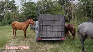 Чечня рынок Лошадей. Кабардинские, Карачаевские, Лошади.