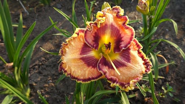 Лилейник PASSION AND STYLE смотреть онлайн