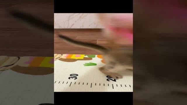 Вислоухий, золотая шиншилла ?