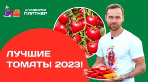 Лучшие томаты 2023! Подводим итоги сезона. Как и когда прищипывать томаты