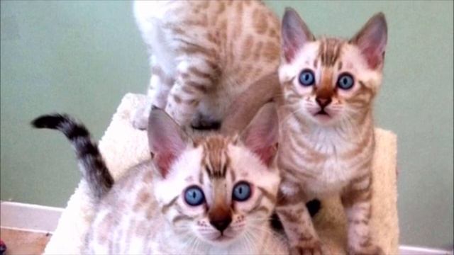 Заводчики скрестили сиамскую кошку и бенгальского кота. Они и не представляли что их ждёт