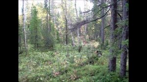 Архив. Фрагменты. 2012. Лесной ручей. 02.02.24.