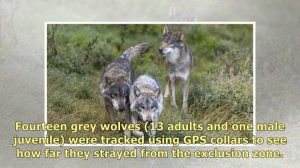 Are Chernobyl wolves spreading mutant genes?