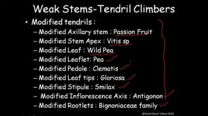 Classification of Stem Part -1 On the basis of Forms of stem