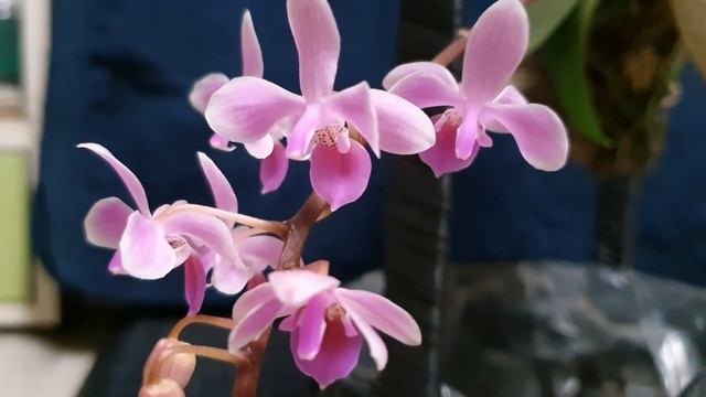 Фаленопсис линдена. Phalaenopsis lindenii. смотреть онлайн