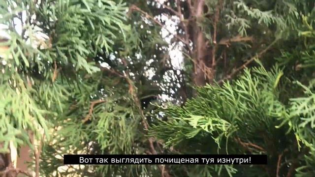 Уход за туей смарагд, туя уход, осенние/весенние работы в саду, зачем чистисть туи от желтой хвои?