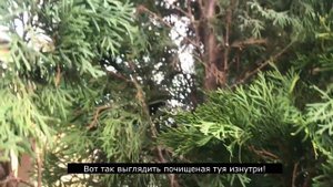 Уход за туей смарагд, туя уход, осенние/весенние работы в саду, зачем чистисть туи от желтой хвои?