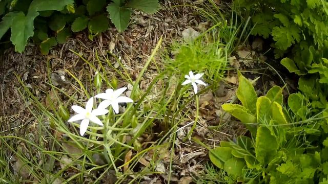 Эдельвейсы (Альпийские). смотреть онлайн