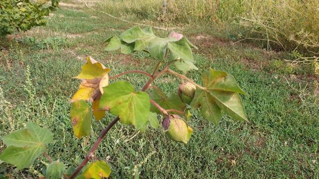 Испытание хлопка в средней полосе России. Успеет ли созреть? смотреть онлайн