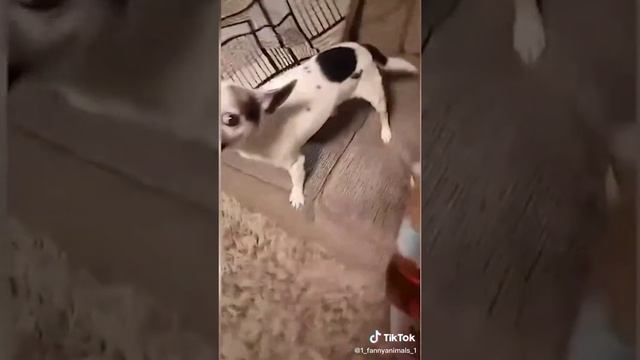 Домашние животные. ржачные приколы посмотрите. смех до слез. 31 часть