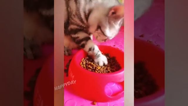 СМЕШНЫЕ СОБАКИ И КОШКИ 2022 / ЛУЧШИЕ ПРИКОЛЫ ЖИВОТНЫХ 2022