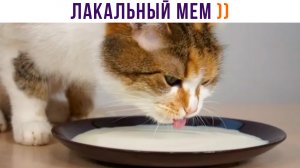 ЛАКАЛЬНЫЙ МЕМ ))) Котонеделя | Приколы с котами | Мемозг 1350