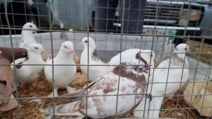 Голуби цены Птичий рынок г Пятигорск-ч2Pigeons prices Bird market Pyatigorsk-ch2