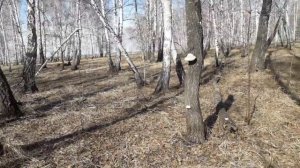Анекдот про то как жених с выпивкой обломался.