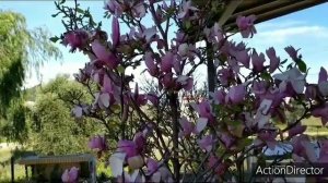 Магнолия мой уход и опыт? Magnolia soulangeana