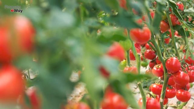 Внекорневая Подкормка Помидор В Июле Которая Повышает Урожай В 3 Раза! Томаты Будет Некуда Девать!