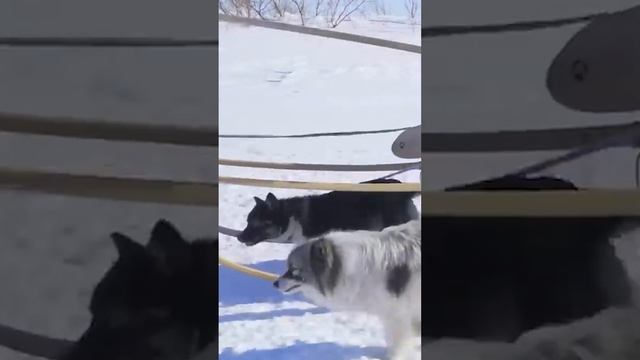 ? Удивительная собака Крайнего Севера - ненецкая лайка