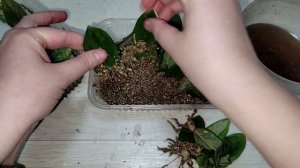 Результаты укоренения ЗАМИОКУЛЬКАСА, через 1,5 месяца, два вида посадки