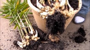 Growing Ginger In Containers