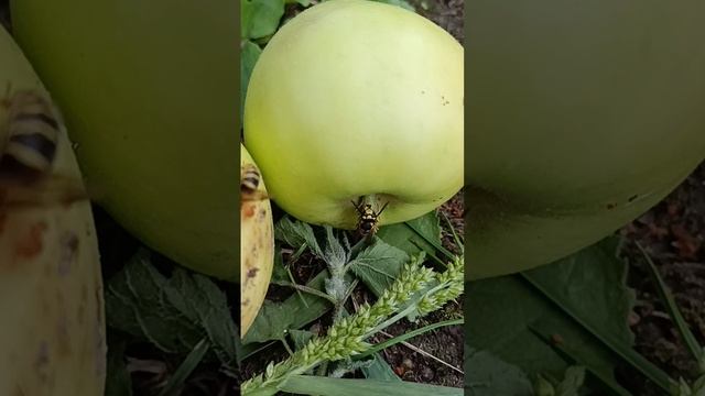 Молодильные яблочки.?