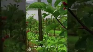 Алхамдулиллахи раббил аламин...