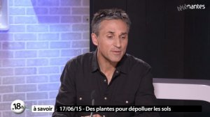 Pollution des sols : à Nantes, les plantes font le ménage !