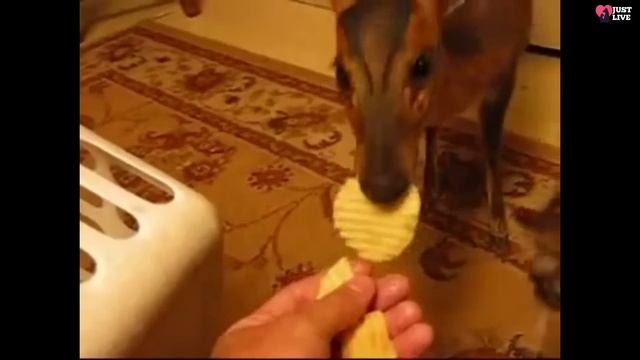 A man saved a lynx and a fawn from the fire, and now they live in his house, it must be seen смотреть онлайн