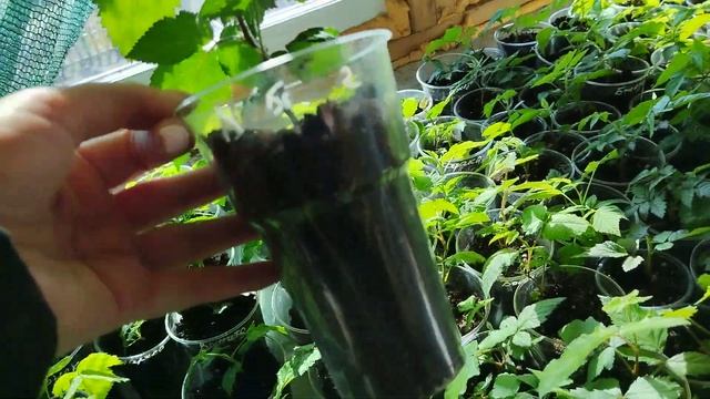 Саженцы ежевики на весну из Сибири