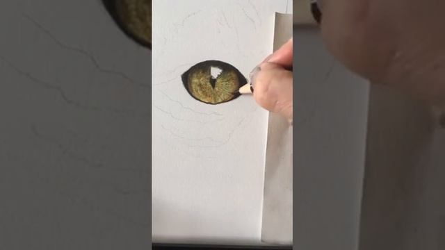 Cat's Eye and Fur Demonstration смотреть онлайн