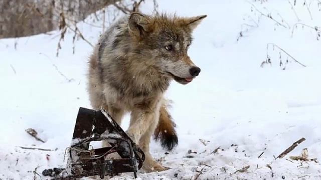 Истории из жизни Лесник спас в чаще незнакомку  Но едва переступив порог его лачуги она.  1 часть