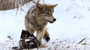 Истории из жизни Лесник спас в чаще незнакомку  Но, едва переступив порог его лачуги, она.  1 часть