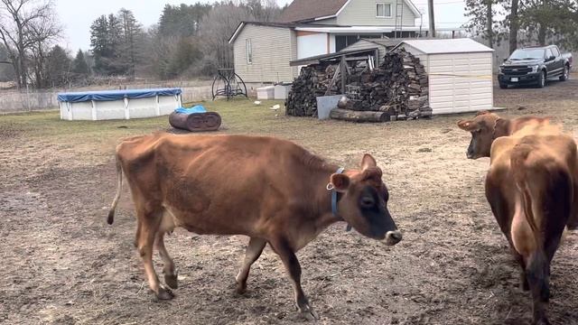 Джерсейский бычок Санта первый раз вышел на улицу!? смотреть онлайн