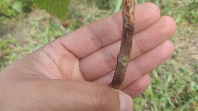 Осмотр прививок фундука на медвежий орех. Два вида окулировки смотреть онлайн