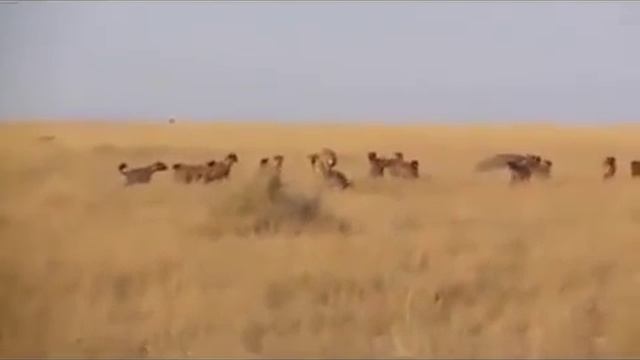 Стая гиен против _ одного льва смотреть онлайн