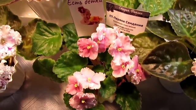 выставка фиалок 5 10 марта 2019 2 ч смотреть онлайн