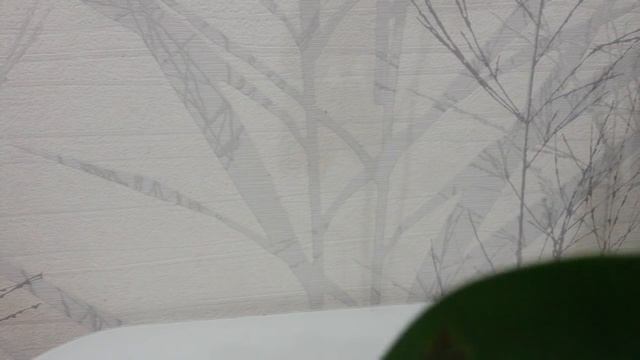 SOS! Что это? Клещ на листе орхидеи? смотреть онлайн