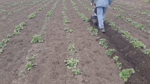 Первое окучивание картофеля