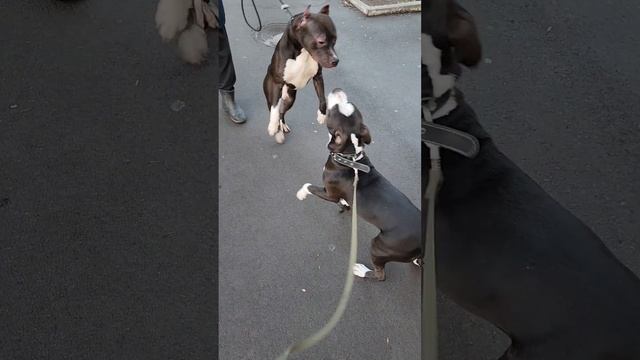 Встретились два Амстаффа щенки 7 месяцев. Стаффордширский терьер Amstaff Tyson. Собаки играют
