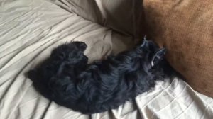 Девочка цвергшнауцера и кошка