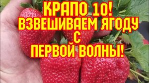 КЛУБНИКА КРАПО 10, супер урожай, взвешиваем ягоду с первой волны!