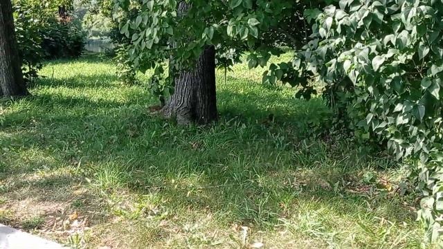 Прогулка в парке.Увидели бельчат. Ходили на выставку световых фигур. смотреть онлайн