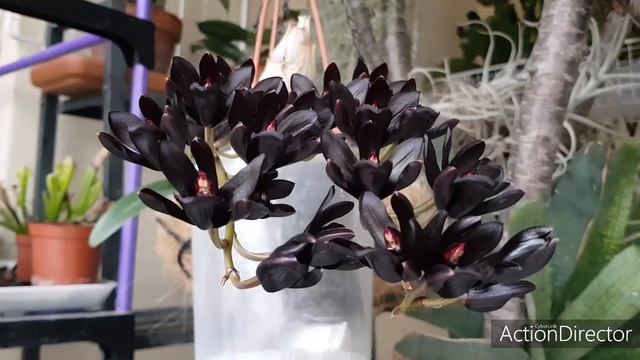 С 8 Марта!!!!Fredclarkeara After Dark-Цветение Чёрной Орхидеи смотреть онлайн