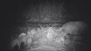 Фотоловушка BolyGuard sg 520 кабаны на кормушке #2