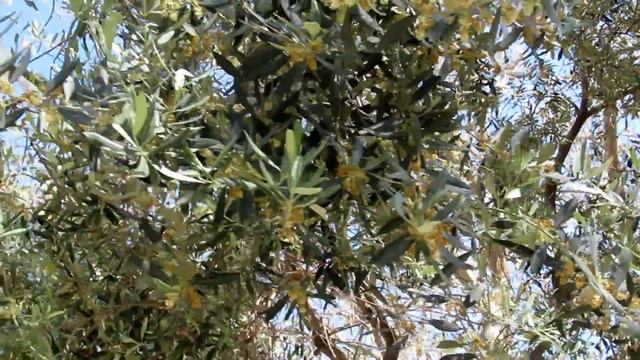Олива цветёт!!Olive!Кирьят-Ям.Израиль.Kiryat-Yam. Israel. смотреть онлайн