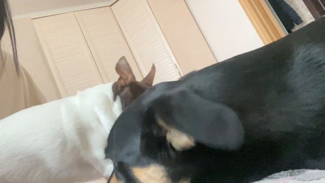 VLOG: 2 дня со мной|| Арчи наводит порядок дома|| кот, который любит шлепки по попе❤️sxwly смотреть онлайн