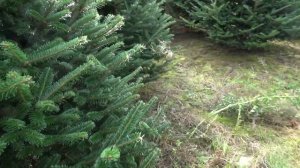 Пихта Фразера (срезанная новогодняя пихта)  16781