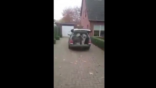 У этих животных точно есть интеллект! - Подборка от Kometa.Red смотреть онлайн